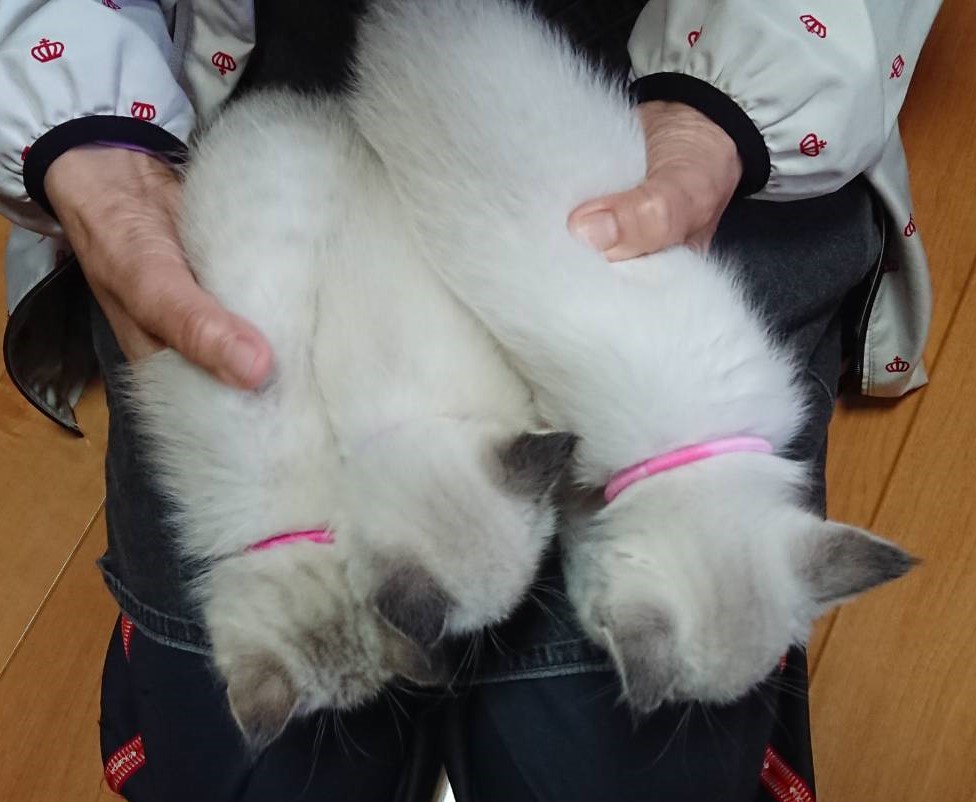 シャムねこ三兄弟1