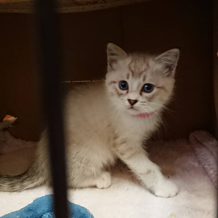 シャムねこ三兄弟2
