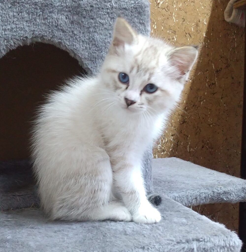 シャムねこ三兄弟3